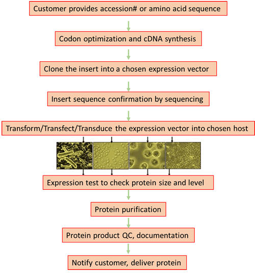 Recombinant Protein Expression And Purification (NB-SC101) - Novatein ...